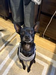 Lost Male Dog last seen Mescal and los padres drive, Rowland Heights, CA 91748