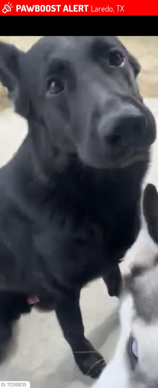 Lost Male Dog last seen Malinche Street, Laredo, TX 78046