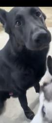 Lost Male Dog last seen Malinche Street, Laredo, TX 78046