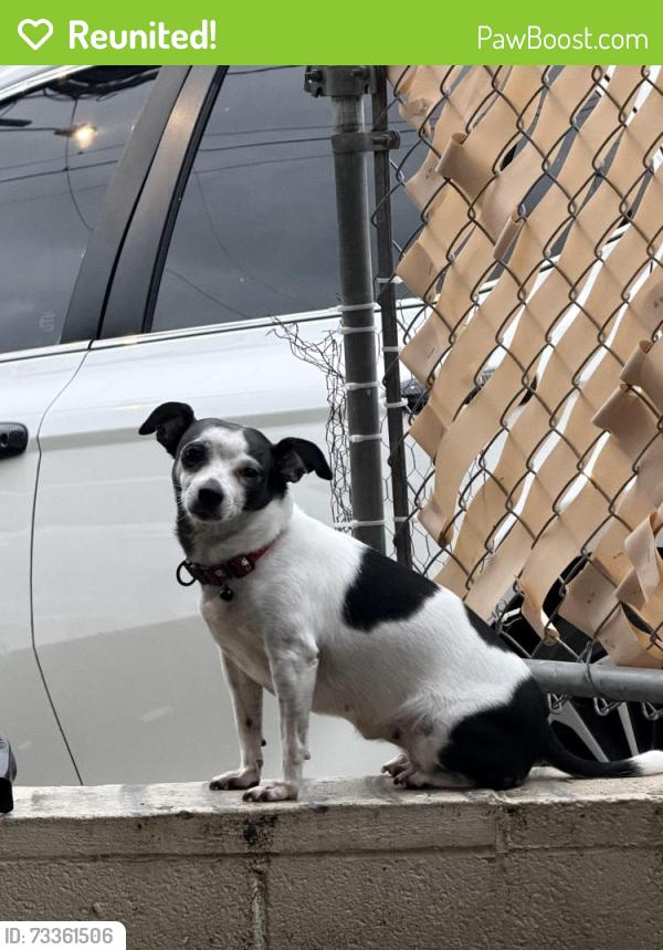Reunited Female Dog last seen Across Mayor Wrights, down the road from Hele on vineyard, Honolulu, HI 96817