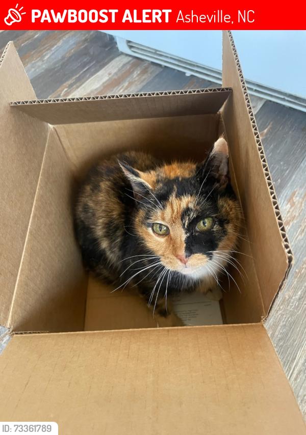 Lost Female Cat last seen W. Viewmont, Cedar Hill, and Deaverview, Asheville, NC 28806