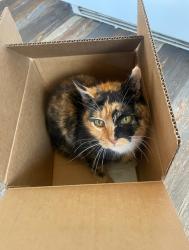 Lost Female Cat last seen W. Viewmont, Cedar Hill, and Deaverview, Asheville, NC 28806