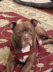 Lost Male Dog last seen Clear Pond Rd Ravenel SC / Hwy 17 front of FoodLion, Ravenel, SC 29470