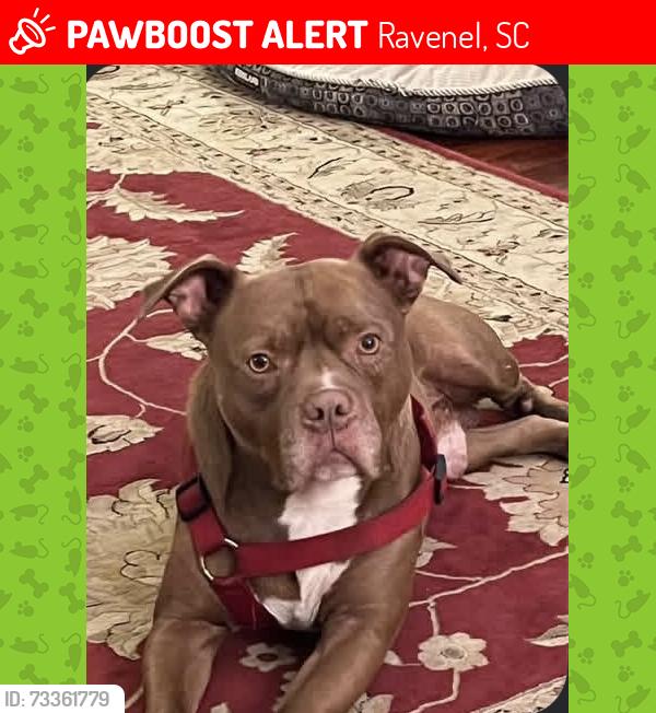 Lost Male Dog last seen Clear Pond Rd Ravenel SC / Hwy 17 front of FoodLion, Ravenel, SC 29470