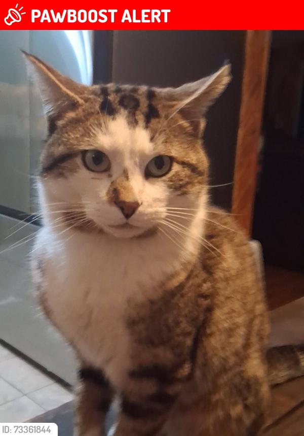Lost Male Cat last seen kilworthy road, Gravenhurst, ON P0E 1G0