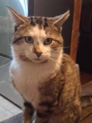 Lost Male Cat last seen kilworthy road, Gravenhurst, ON P0E 1G0