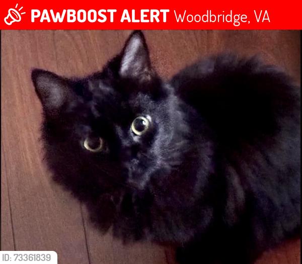 Lost Female Cat last seen Between Pohick Creek Ct. and Inglebrook Dr -, Woodbridge, VA 22192