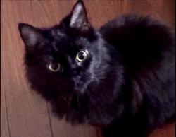 Lost Female Cat last seen Between Pohick Creek Ct. and Inglebrook Dr -, Woodbridge, VA 22192