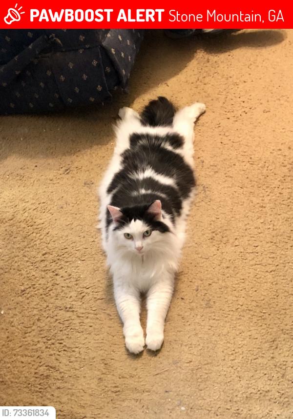 Lost Female Cat last seen Rosser and Stoneleigh Dr, Smokerise, Stone Mountain, GA 30087