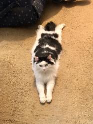 Lost Female Cat last seen Rosser and Stoneleigh Dr, Smokerise, Stone Mountain, GA 30087