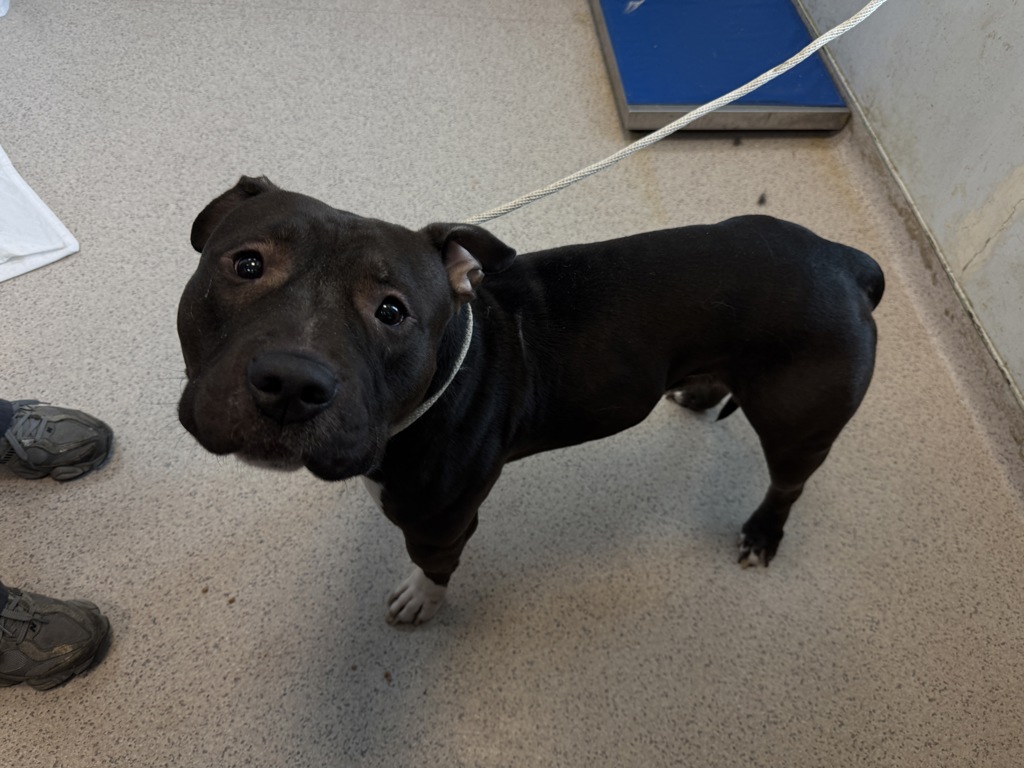 Shelter Stray Male Dog last seen Near Hunts Point Avenue, BRONX, NY, 10459, 326 E 110th St, New York, NY 10029, USA