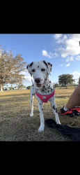 Lost Female Dog last seen Craig Rupp dog park, Pembroke Pines, FL 33024