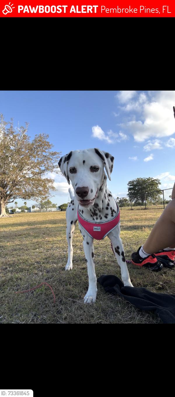 Lost Female Dog last seen Craig Rupp dog park, Pembroke Pines, FL 33024