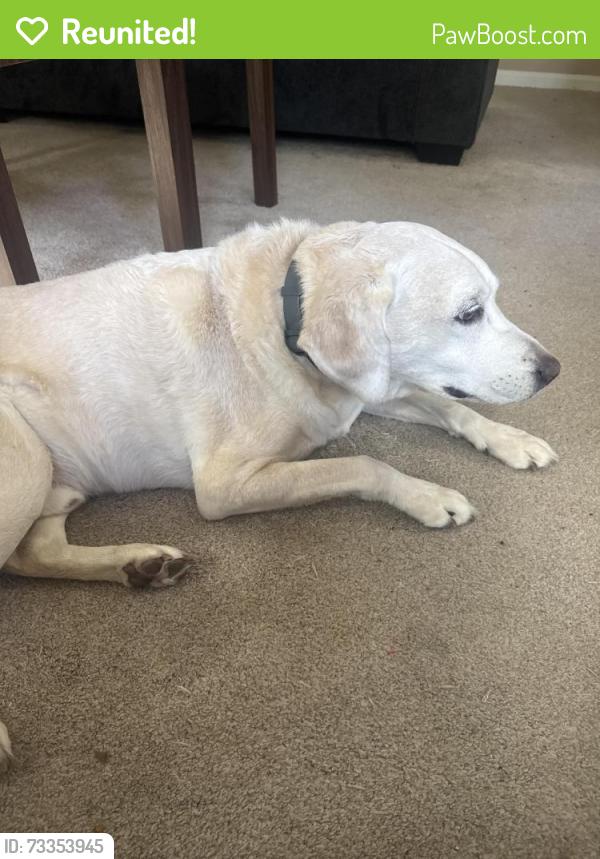 Reunited Male Dog last seen Courthouse ests, Virginia Beach, VA 23456