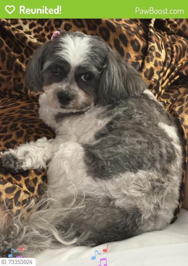 Reunited Female Dog last seen Byron Ave and Keil Street in Elmont, Elmont, NY 11003