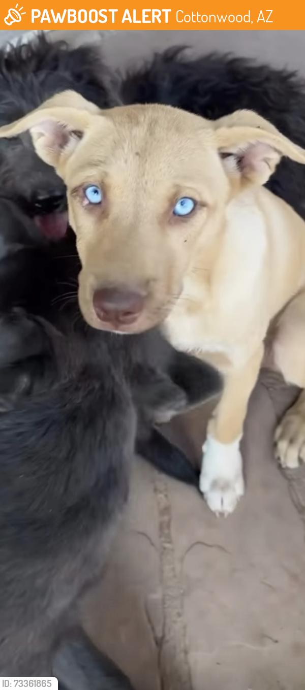 Found/Stray Female Dog last seen Middle of desert sycamore canyon, Cottonwood, AZ 86326