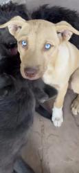 Found/Stray Female Dog last seen Middle of desert sycamore canyon, Cottonwood, AZ 86326