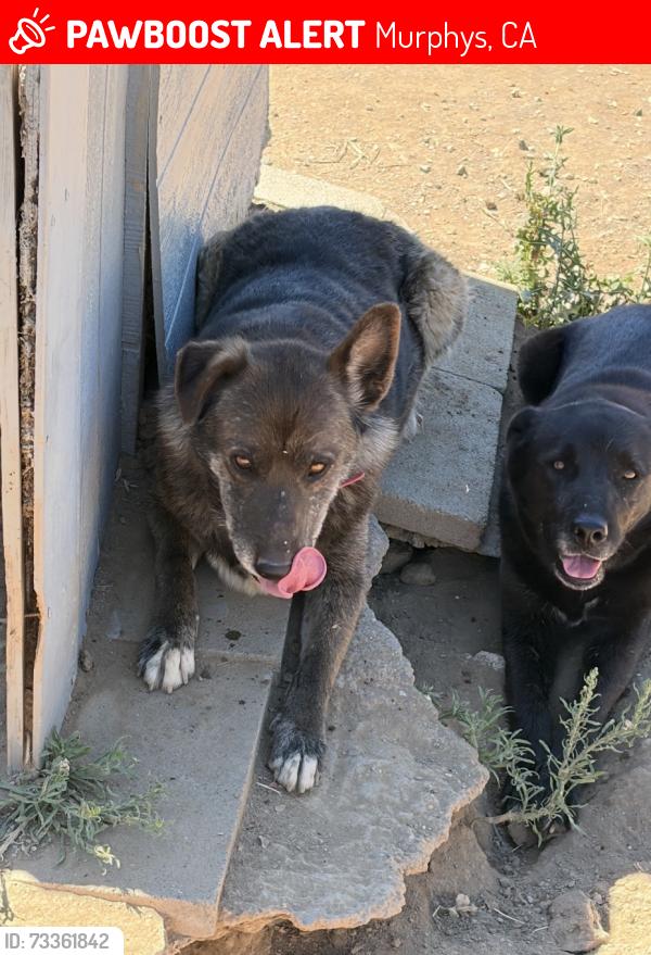 Lost Female Dog last seen Murphys park, Murphys, CA 95247
