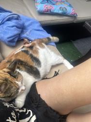 Lost Female Cat last seen saugus ave, Saugus, MA 01906
