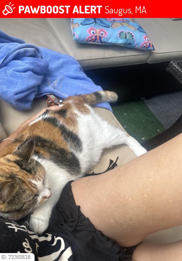 Lost Female Cat last seen saugus ave, Saugus, MA 01906