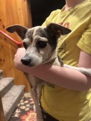 Found/Stray Unknown Dog last seen Pea ridge, Habersham County, GA 30531