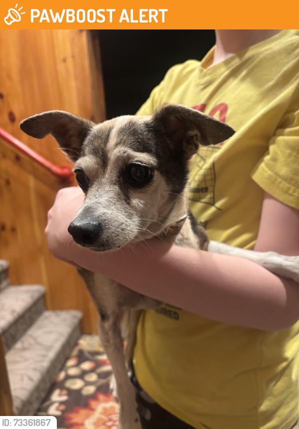 Found/Stray Unknown Dog last seen Pea ridge, Habersham County, GA 30531