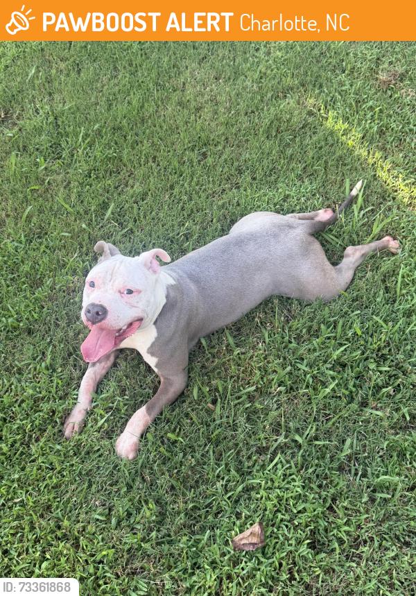Found/Stray Male Dog last seen Mineral Ridge Wy and Brownstone View Dr, Charlotte, NC 28269