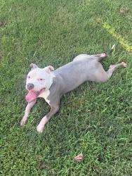 Found/Stray Male Dog last seen Mineral Ridge Wy and Brownstone View Dr, Charlotte, NC 28269