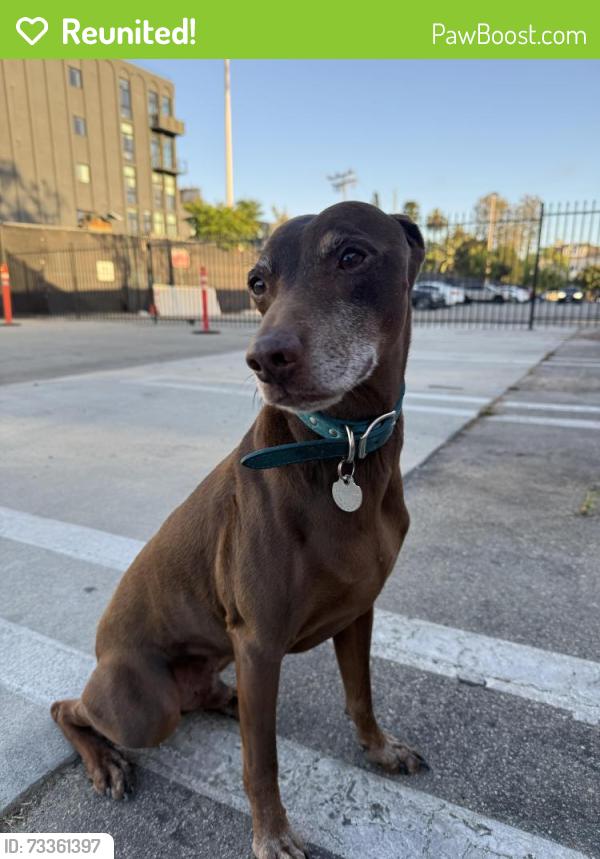 Reunited Male Dog last seen Valley Blvd and Boca Ave, Los Angeles, CA 90032