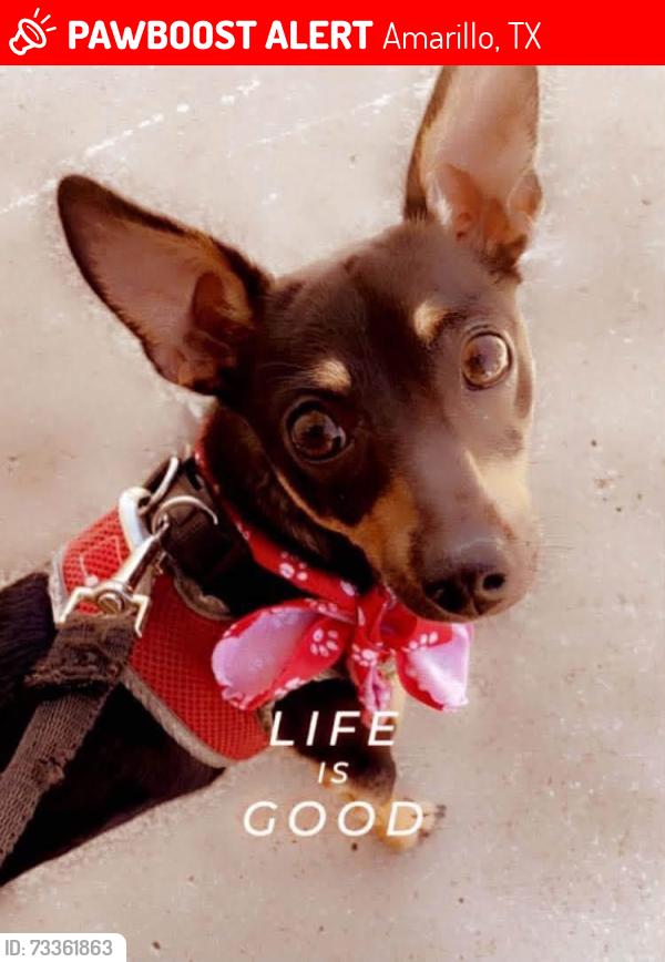 Lost Male Dog last seen NE 25th Ave and 2400 Seminole st, Amarillo, TX 79107