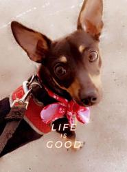 Lost Male Dog last seen NE 25th Ave and 2400 Seminole st, Amarillo, TX 79107