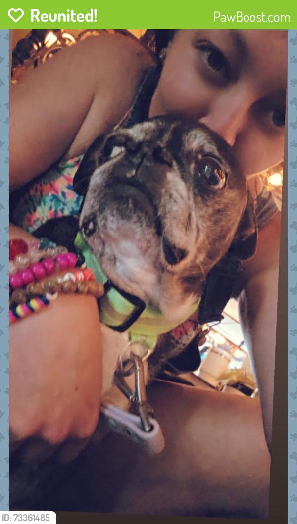 Reunited Female Dog last seen Got out of the yard, St. Petersburg, FL 33709