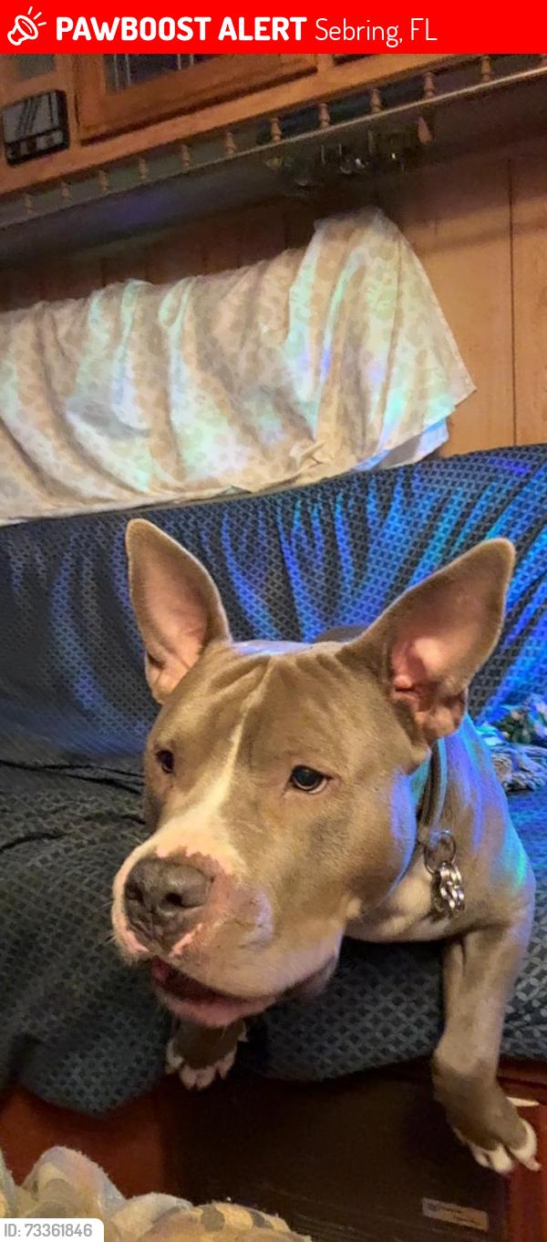 Lost Male Dog last seen Military sea service museum, Sebring, FL 33870