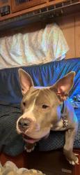 Lost Male Dog last seen Military sea service museum, Sebring, FL 33870