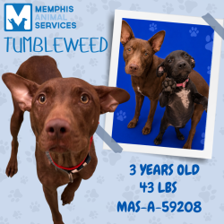 Shelter Stray Female Dog last seen , 2350 Appling City Cove, Memphis, TN 38133, USA