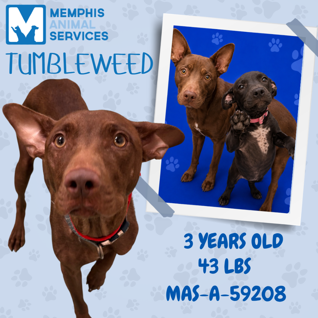Shelter Stray Female Dog last seen , 2350 Appling City Cove, Memphis, TN 38133, USA