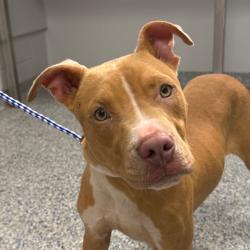 Shelter Stray Male Dog last seen , 328 Furman Hall Rd, Greenville, SC 29609, USA