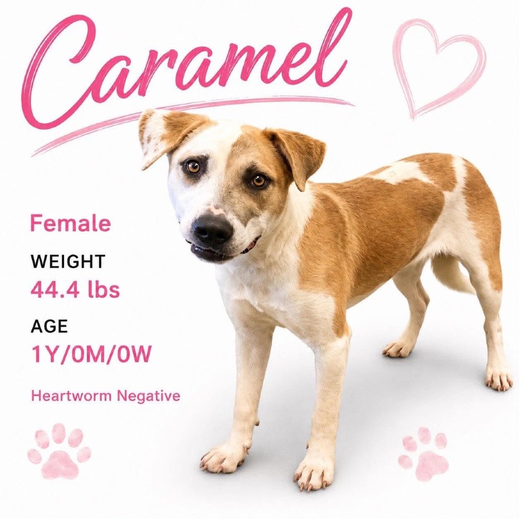 Shelter Stray Female Dog last seen , 2350 Appling City Cove, Memphis, TN 38133, USA