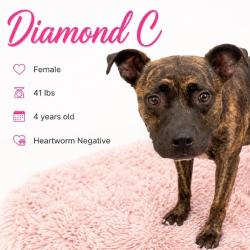 Shelter Stray Female Dog last seen , 2350 Appling City Cove, Memphis, TN 38133, USA