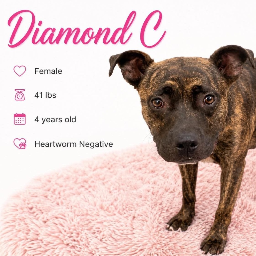 Shelter Stray Female Dog last seen , 2350 Appling City Cove, Memphis, TN 38133, USA