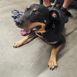 Shelter Stray Male Dog last seen , 3607 N Armenia Ave, Tampa, FL 33607, USA