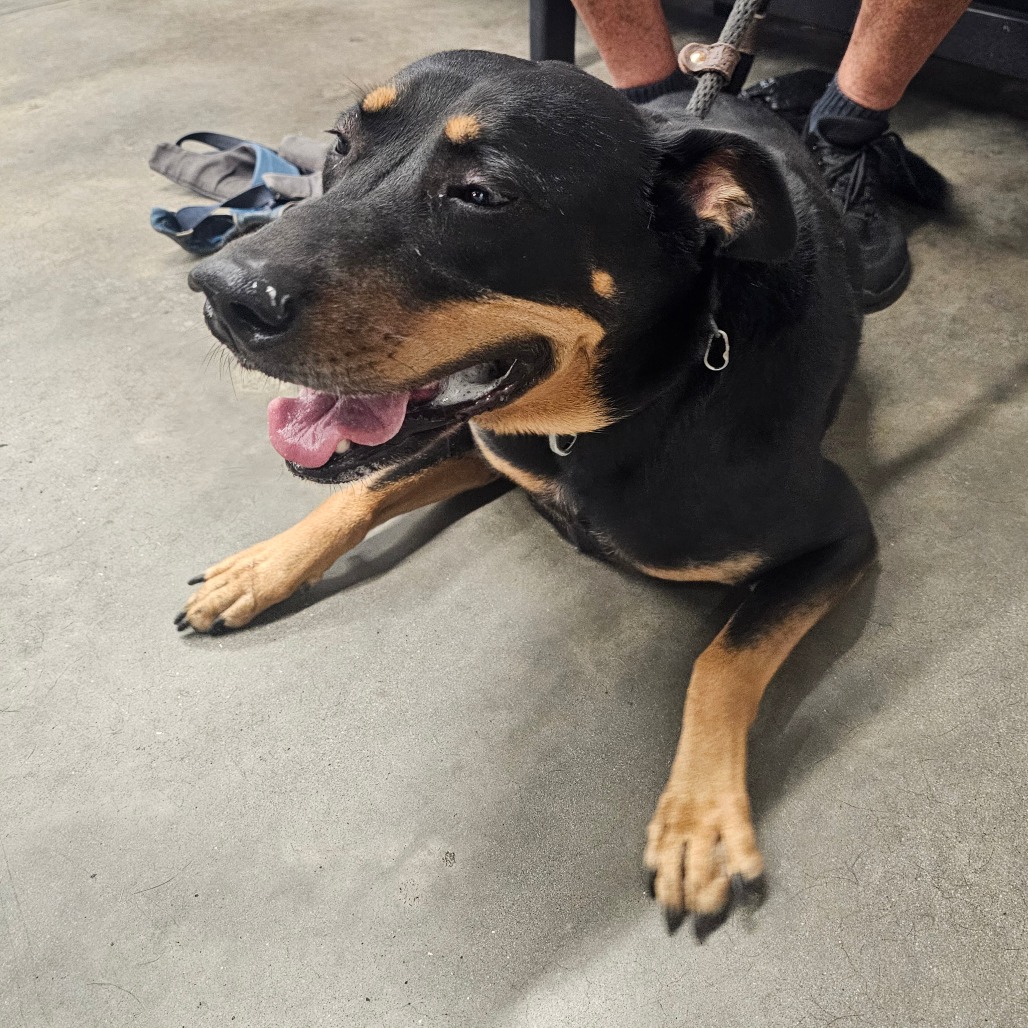 Shelter Stray Male Dog last seen , 3607 N Armenia Ave, Tampa, FL 33607, USA