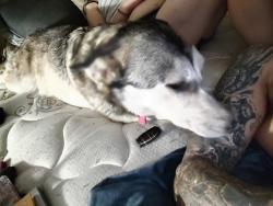 Lost Female Dog last seen 149th ave, Vancouver, WA 98682