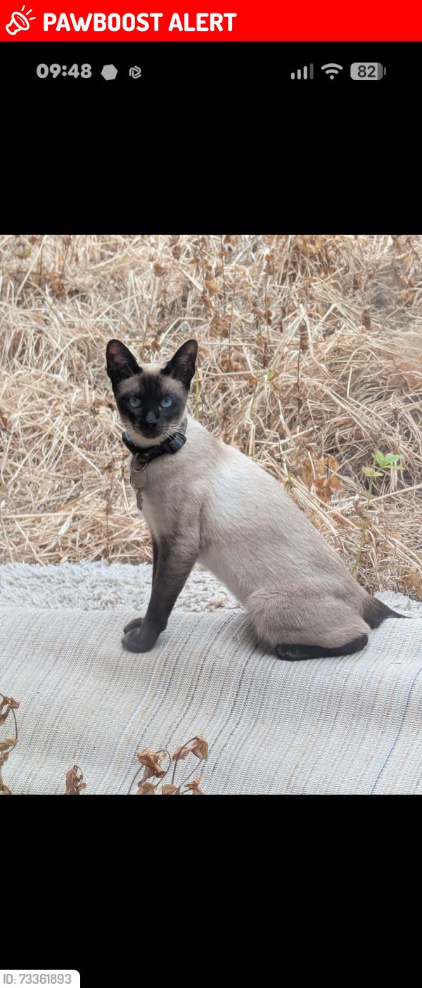 Lost Female Cat last seen Near birchmore tf31tg on top of bins, Telford and Wrekin, England TF3 1TG