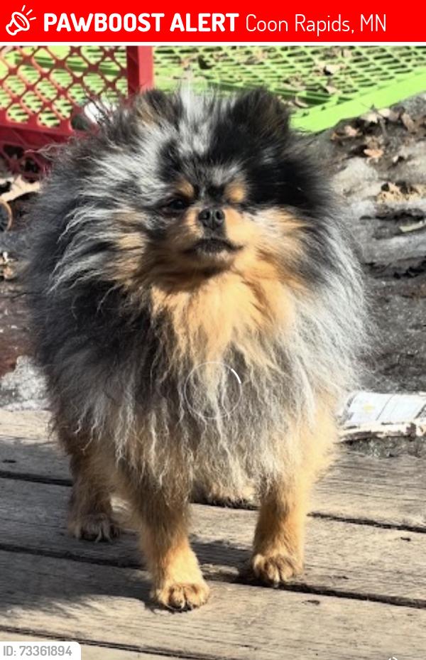 Lost Male Dog last seen Zion and wren, Coon Rapids, MN 55433