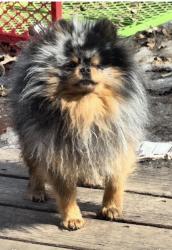 Lost Male Dog last seen Zion and wren, Coon Rapids, MN 55433