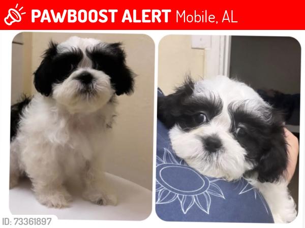 Lost Male Dog last seen Near Duval st mobile Alabama park, Mobile, AL 36606