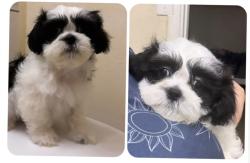 Lost Male Dog last seen Near Duval st mobile Alabama park, Mobile, AL 36606