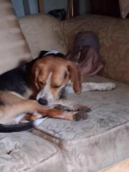 Lost Male Dog last seen Foxfire rd, Asheboro, NC 27205