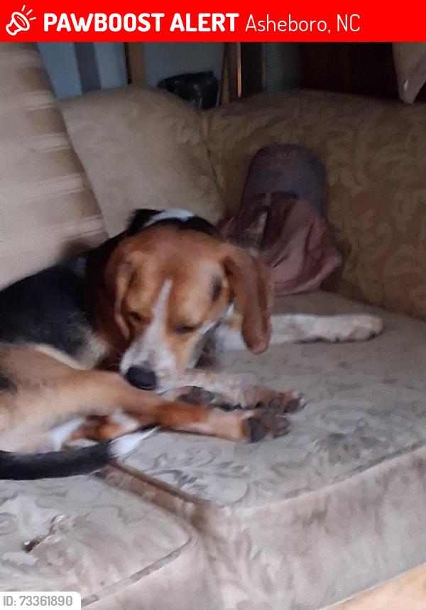 Lost Male Dog last seen Foxfire rd, Asheboro, NC 27205